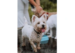 Best Dog Daycare in Geylang