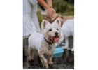 Best Dog Daycare in Geylang