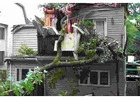 Disaster Strikes, Call Our Emergency Tree Removal Service