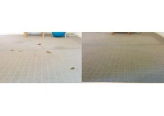 Improve indoor air quality with end-to-end Carpet Cleaning Adelaide