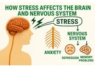 How Stress Affects Your Brain and Nervous System – A Must Read by SUM Ultimate Medicare