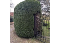 Best Hedge Services in East Harling