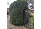 Best Hedge Services in East Harling