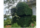 Best Service For Topiary in The Arches