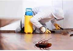 Best Service For Pest Control in Teralba