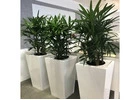 Buy Indoor Plants Melbourne at Affordable Prices