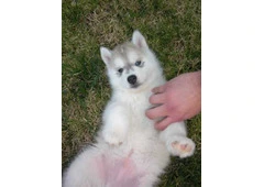 Siberian husky puppies for sale