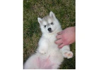 Siberian husky puppies for sale