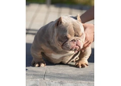 American Bully and American Pitbull Terrier Puppies for sale
