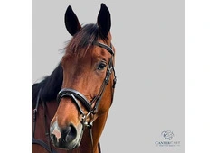 Brown English Bridle CanterCart