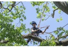 Standing Tall Tree Surgeon Experts | Limerick & Munster