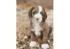 Micro Mini Goldendoodle CA