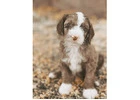 Micro Mini Goldendoodle CA