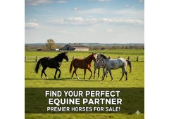 Find Your Perfect Equine Partner - Premier Horses for Sale!