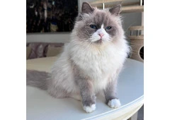 Meet REX! Siberian Kitten.