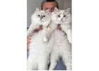 Perfect Siberian Kittens for Sale