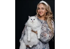 Siberian Kitten for Sale – Siberian Home