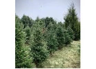 Tree Planting |Trees for Sale | Buy Direct from Farm with Delivery.