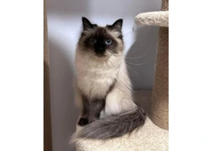 About Dakota – Best Siberian Kitten Breeders