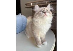 Buying Siberian Kittens Online