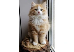 Meet Kiki! Siberian Kitten.