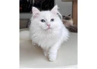 About Tia Places Buy Siberian Kittens