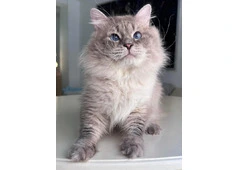Siberian Kittens Russ for Sale