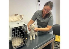 Siberian Kitten Breeders – Health Guarantee