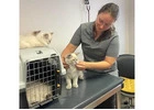 Siberian Kitten Breeders – Health Guarantee