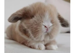 Gold Holland Lop Bunnies for Sale