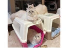 Fluffy Snow Siberians - Best Siberian Kittens