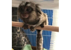BUY MARMOSET MONKEY MILO FOR SALE