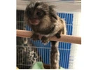 BUY MARMOSET MONKEY MILO FOR SALE