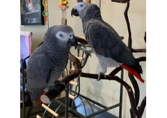 Silver Male & Skye Female