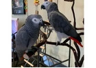 Silver Male & Skye Female