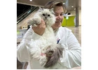 Siberian Kittens: Who Are We?