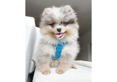 Toy Pomeranian Puppies