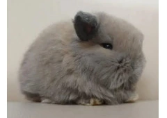 Judy Mini Lop Bunny for Sale