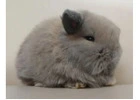 Judy Mini Lop Bunny for Sale