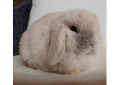 Cloud Bunnies for Sale