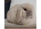 Cloud Bunnies for Sale