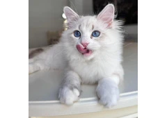 Reputable Siberian Breeders About Becky