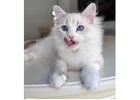 Reputable Siberian Breeders About Becky