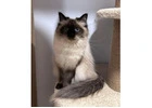 About Dakota – Best Siberian Kitten Breeders.