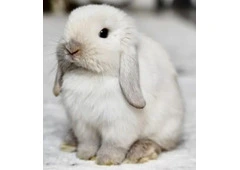 Snow Bunnies for Sale