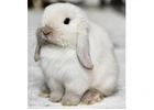 Snow Bunnies for Sale