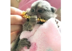 Beautiful Pygmy Marmoset Monkey for Sale