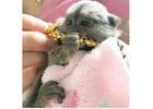 Beautiful Pygmy Marmoset Monkey for Sale