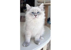 Siberian Kittens For Sale About Kayla
