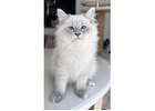 Siberian Kittens For Sale About Kayla